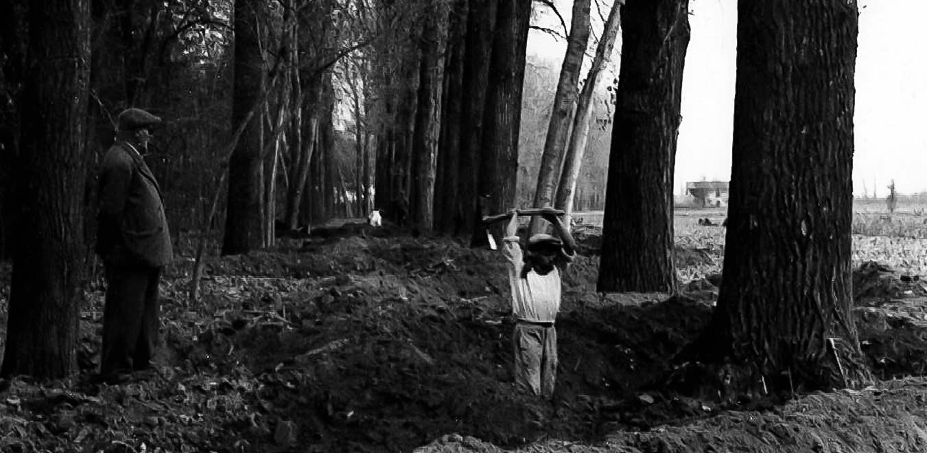 Abbattimento alberi per segheria