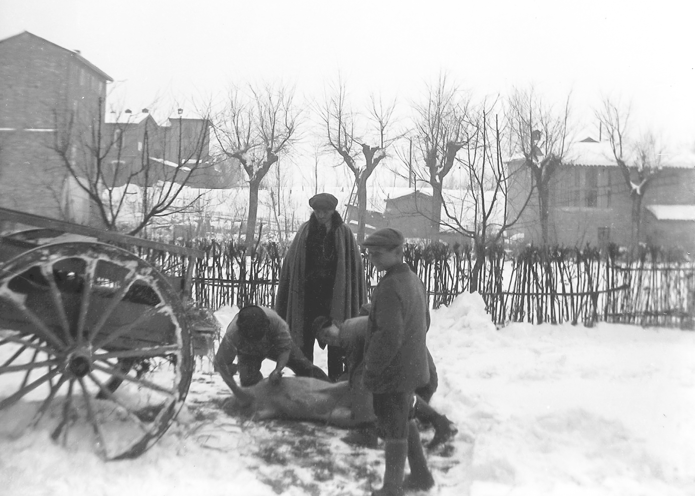 Preparazione del suino