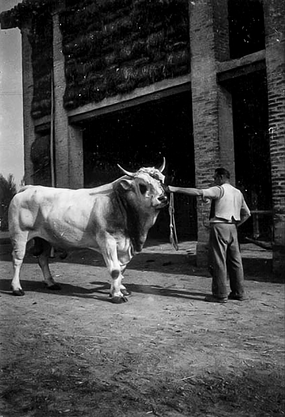 Il toro Flick