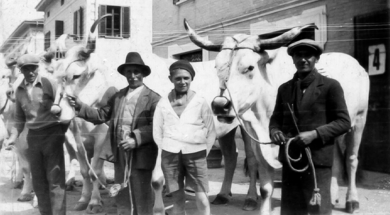 Gruppo con buoi