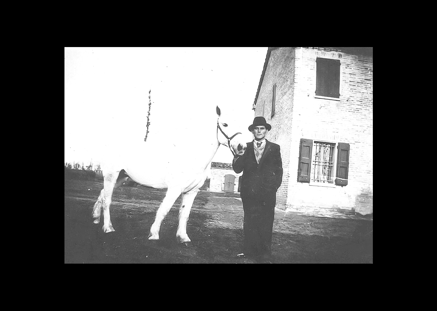 Barbieri Umberto con cavallo bianco.