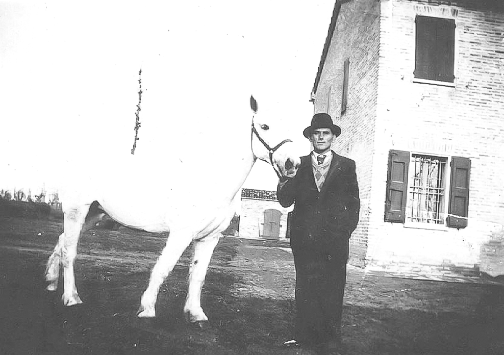 Barbieri Umberto con cavallo bianco