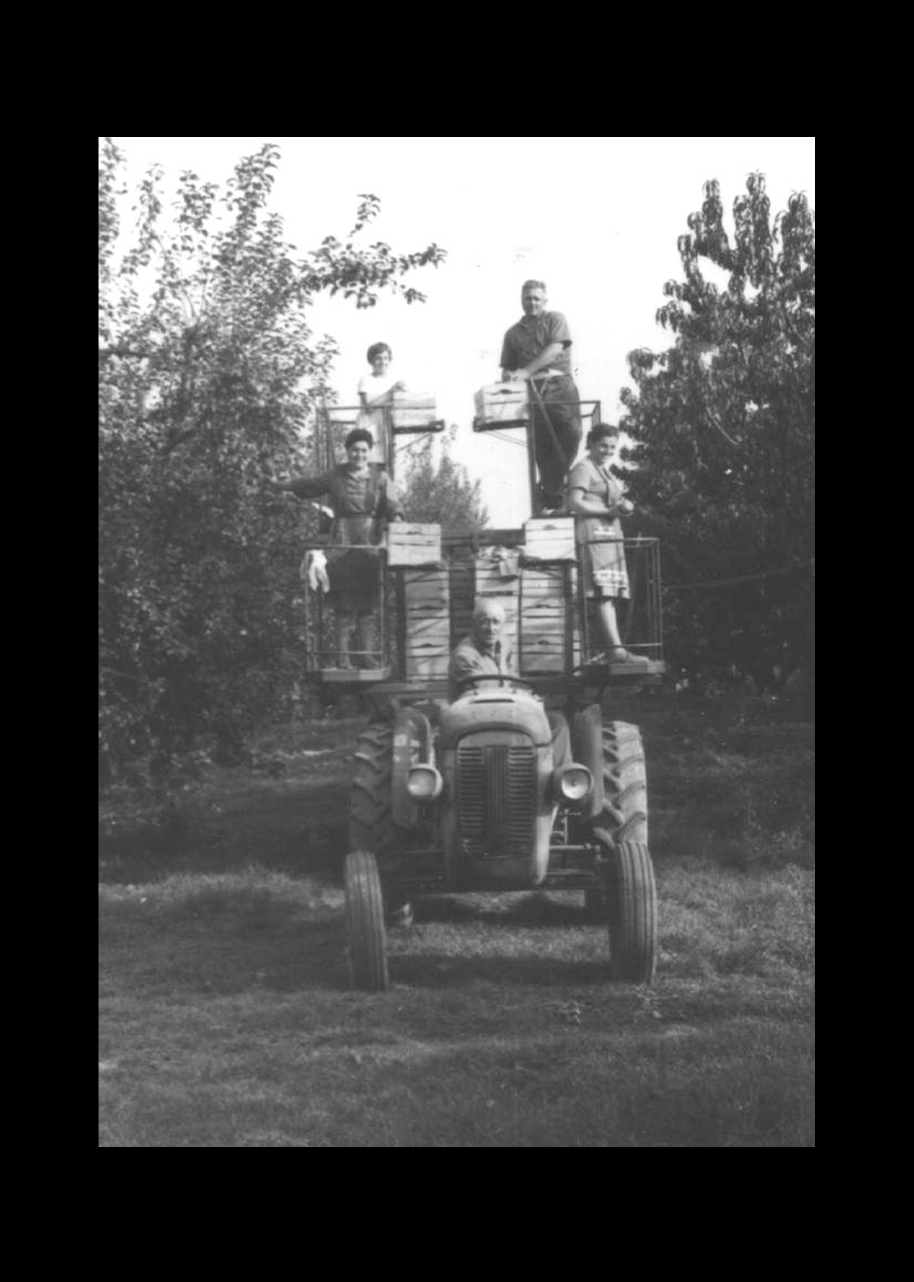 Raccolta della frutta con carro raccolta