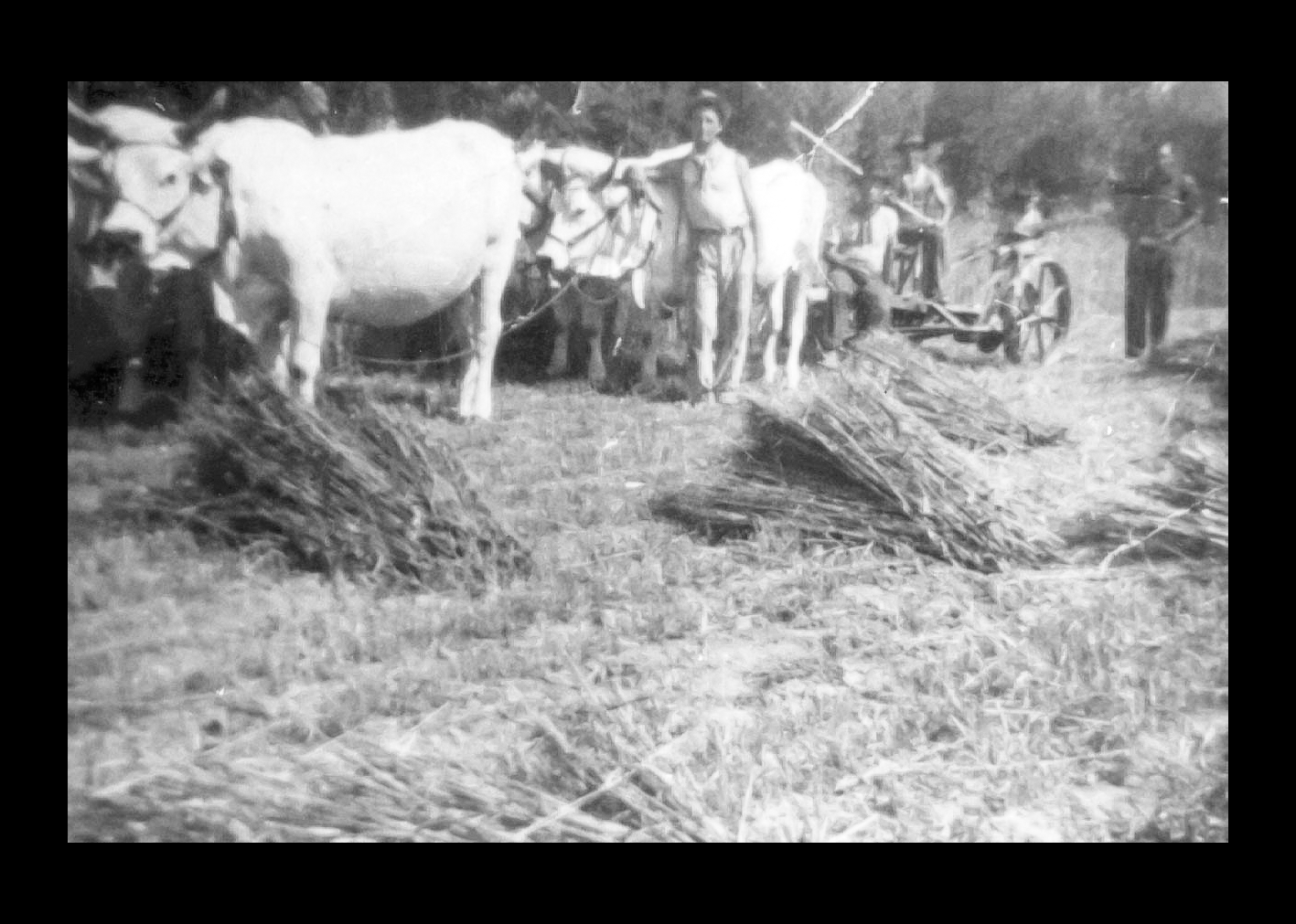 Mietitura del grano