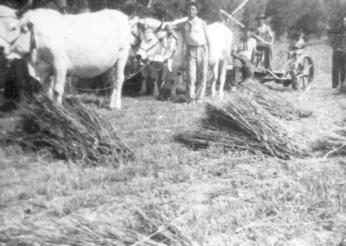 Mietitura del grano